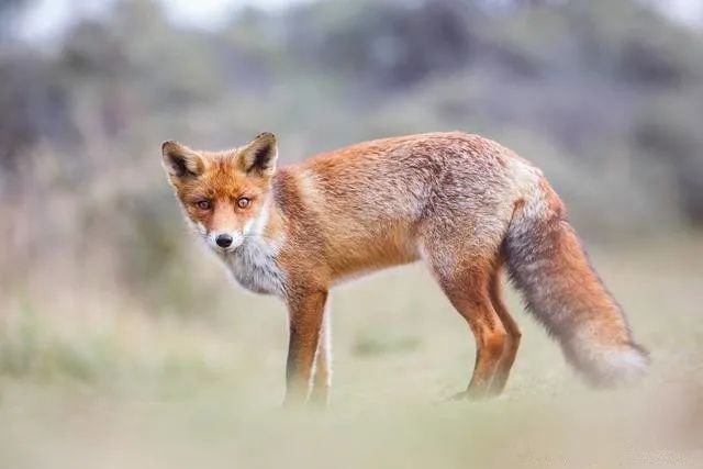 这八种野生动物千万别吃,这八种野生动物千万不要吃