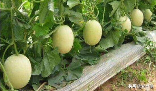 甜瓜育苗哪头朝上,博洋9号甜瓜育苗