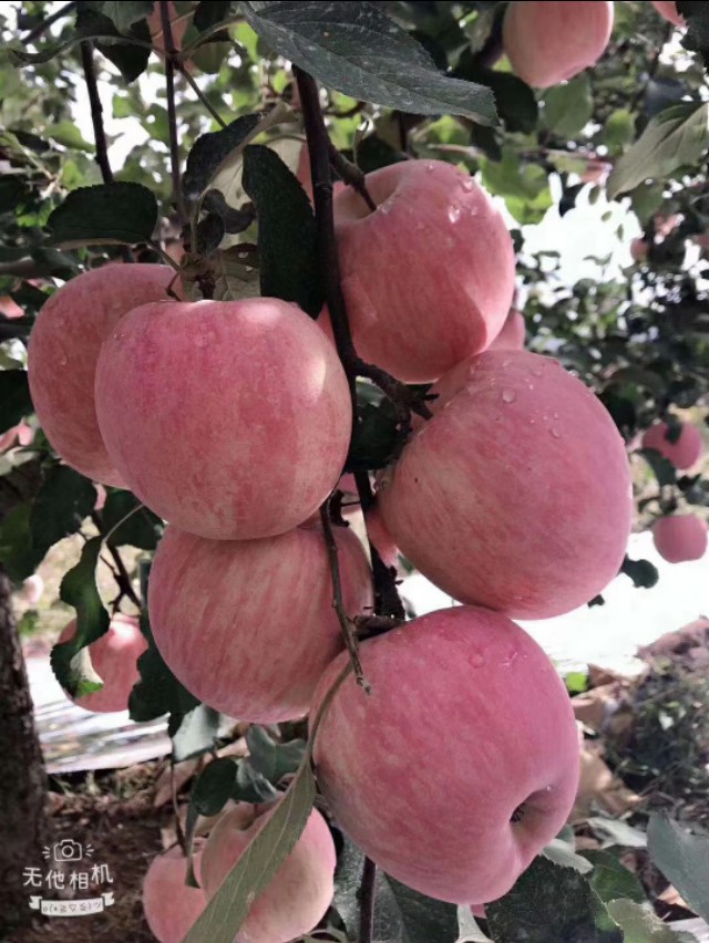苹果今年怎么卖不动了,苹果卖不出去什么技巧