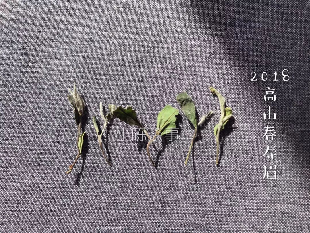 白茶怕水淹吗,白茶怕寒吗白茶怕高温吗