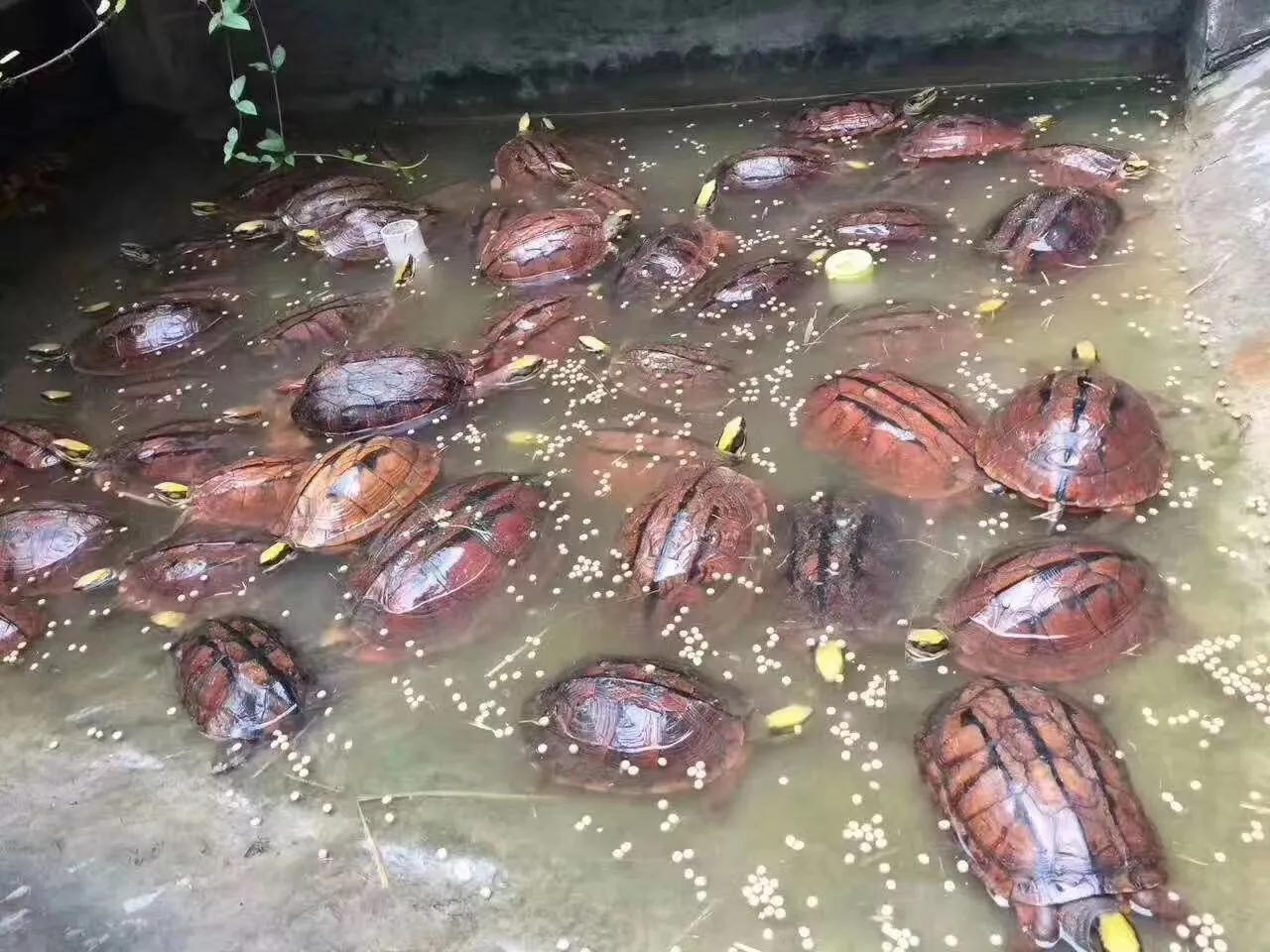 三线闭壳龟之金钱龟大全