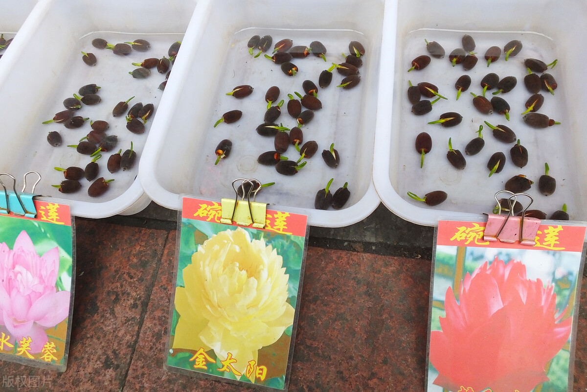 家中养4种花要当心,新手千万别碰这3种花