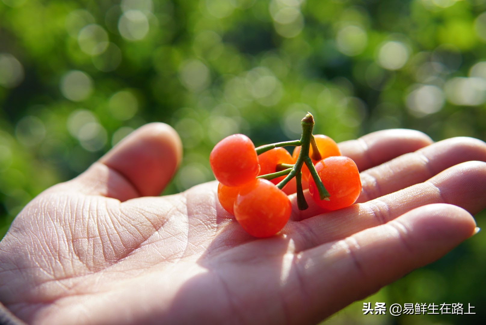 最美四月摘樱桃,五月份去哪里摘樱桃最好