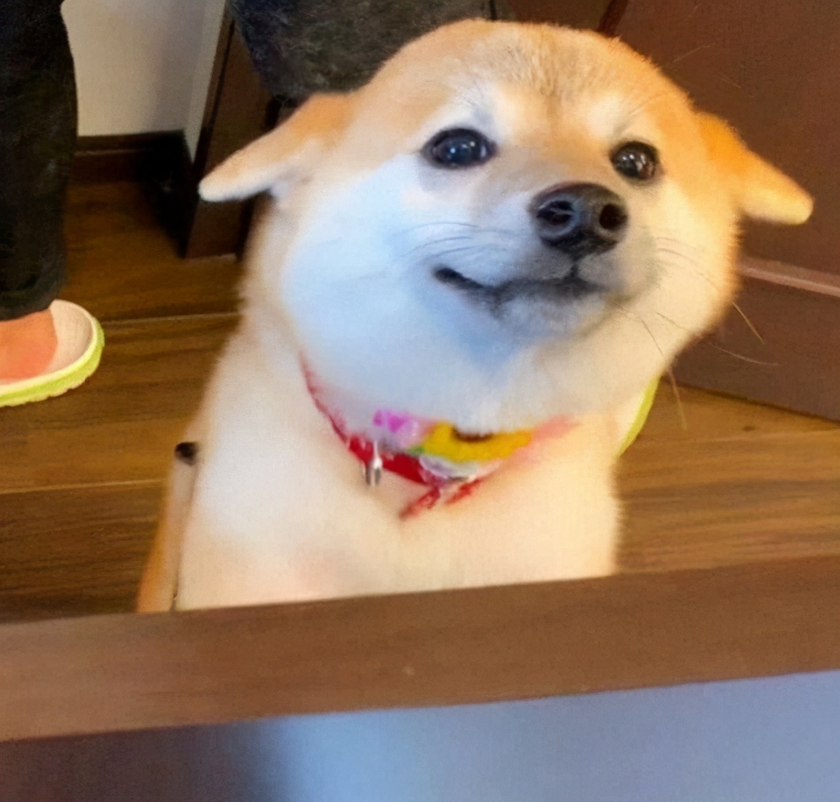 1500的柴犬长什么样,柴犬上万的价格正常吗