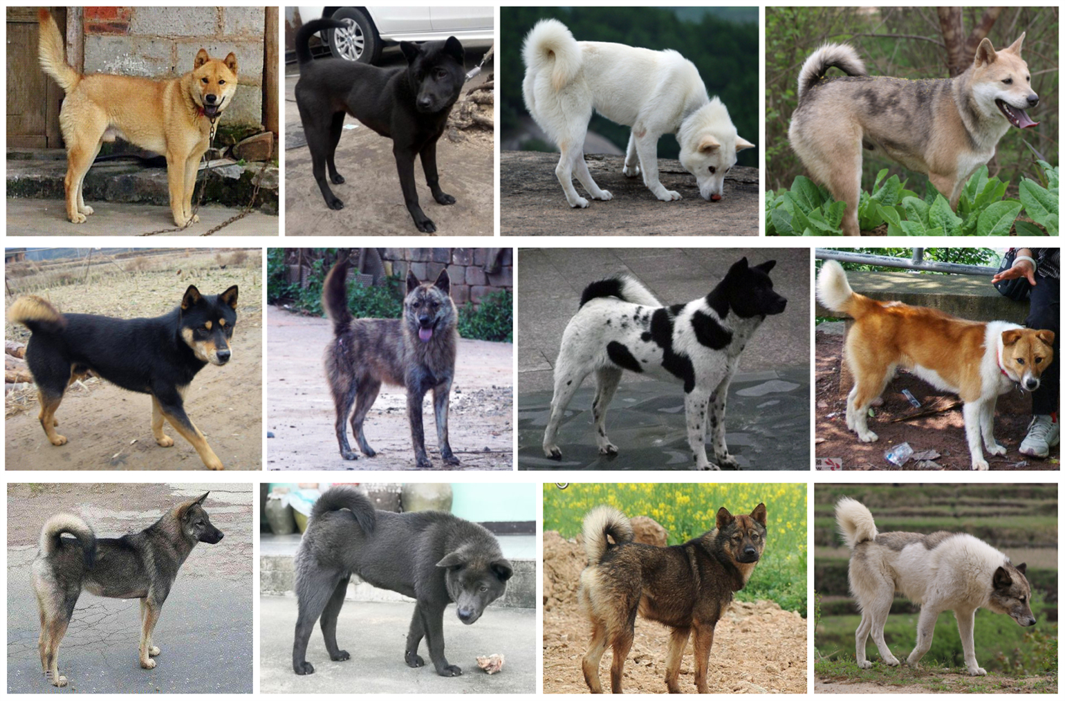 带你认识中华田园犬之五红犬,常见的中华田园犬有哪些