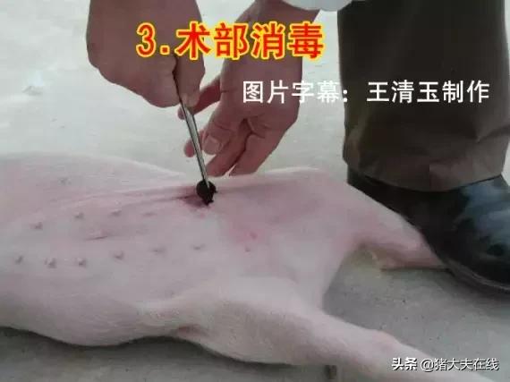 母猪做手术教程,小母猪去势能和疫苗同时进行吗