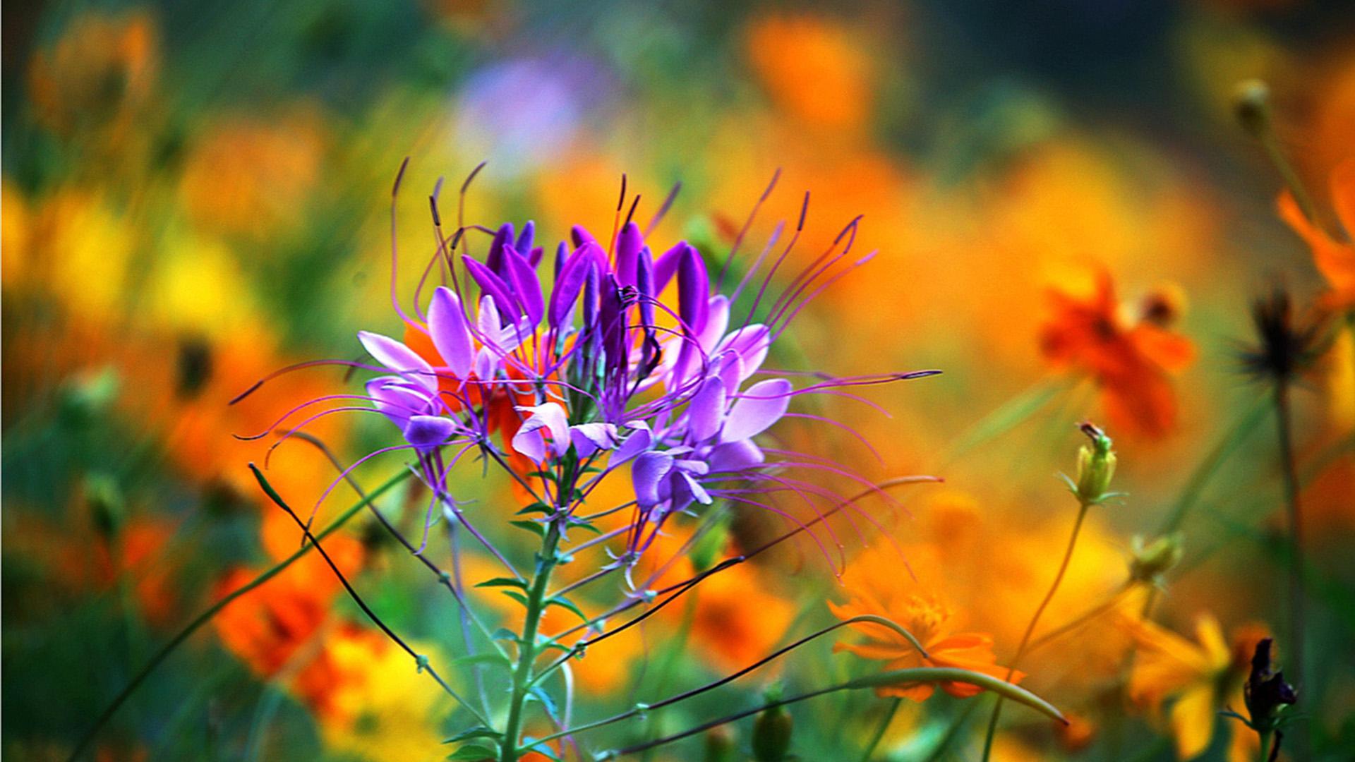 白羊座的10条性格,白羊座4种性格