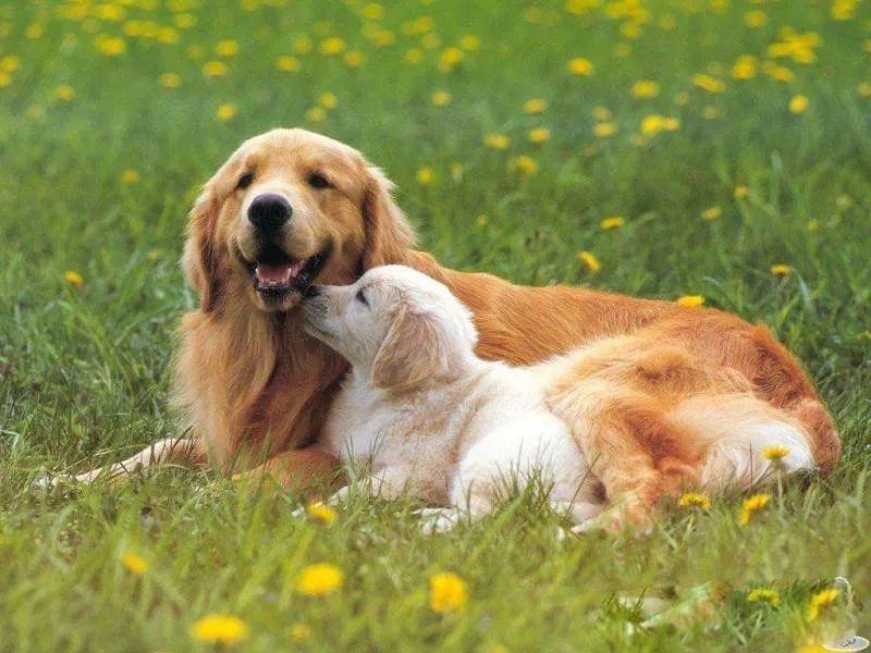 狗狗呕吐的常见原因和应对,狗狗呕吐一般是什么原因导致的呢