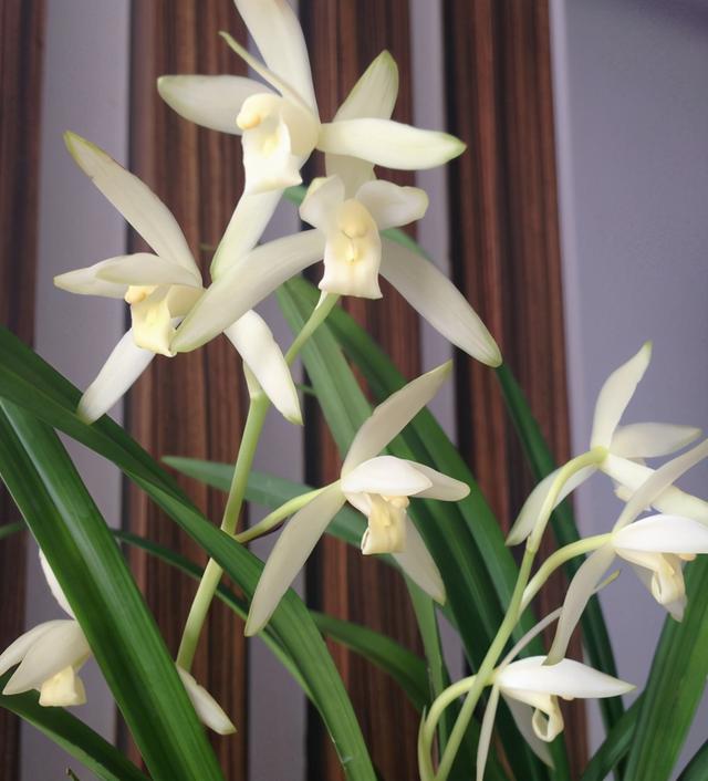 十三种最值得买的兰花,四种兰花最值得购买