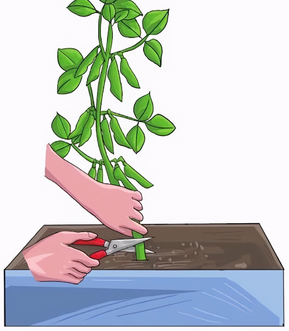 盆栽毛豆的种植方法和技术,盆栽毛豆种植方法