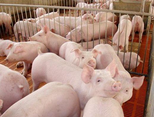 仔猪腹泻的最佳解决方法,仔猪腹泻的原因及解决方法