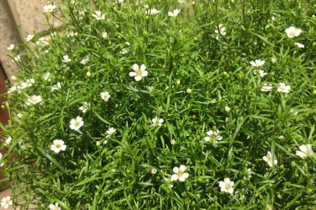 买花实用小技巧有哪些,买花怎么不会入坑