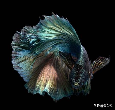 斗鱼可不可以和孔雀鱼混养 (哪些斗鱼可以和热带鱼混养)