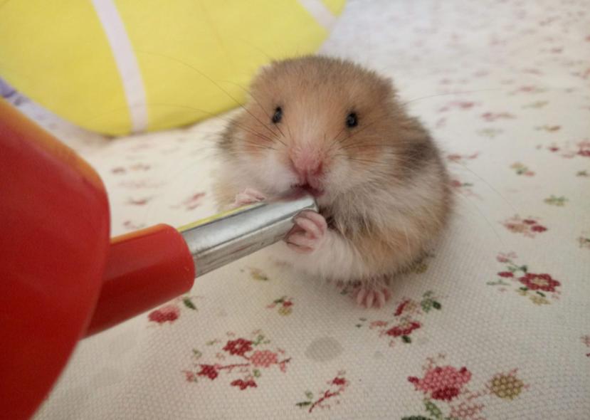 养仓鼠新手要注意的几个,养仓鼠要记住的几件事