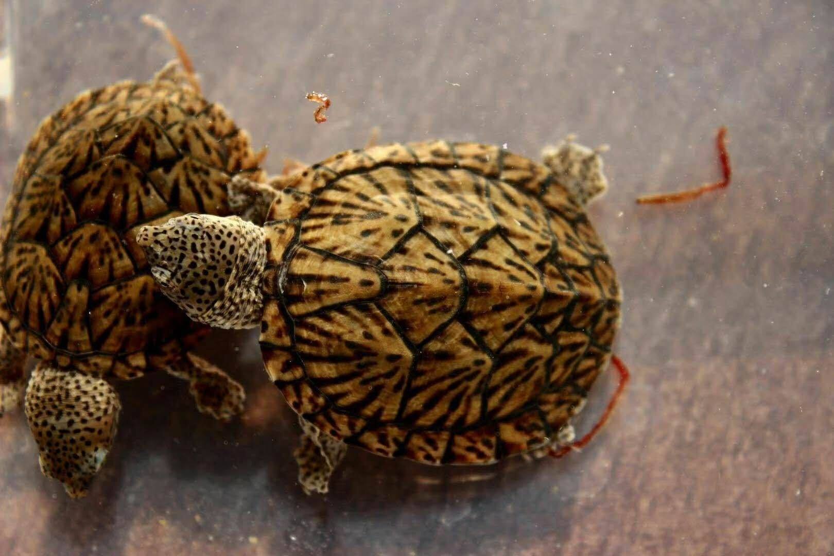 最美的乌龟图片,最美乌龟视频大全