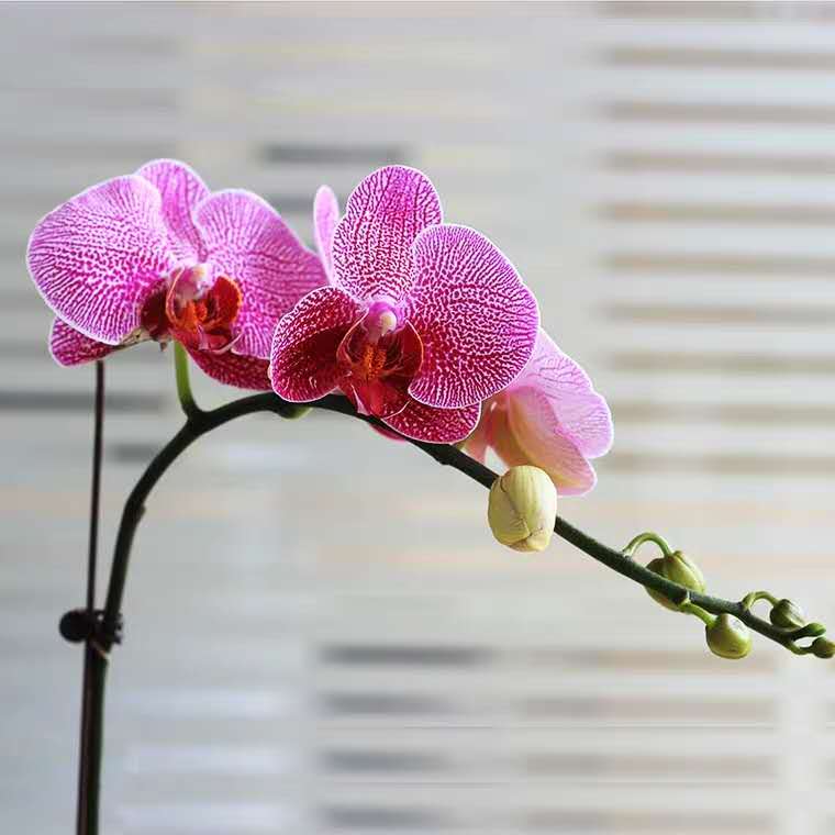 蝴蝶兰开花期间烂根,两棵蝴蝶兰的养殖方法