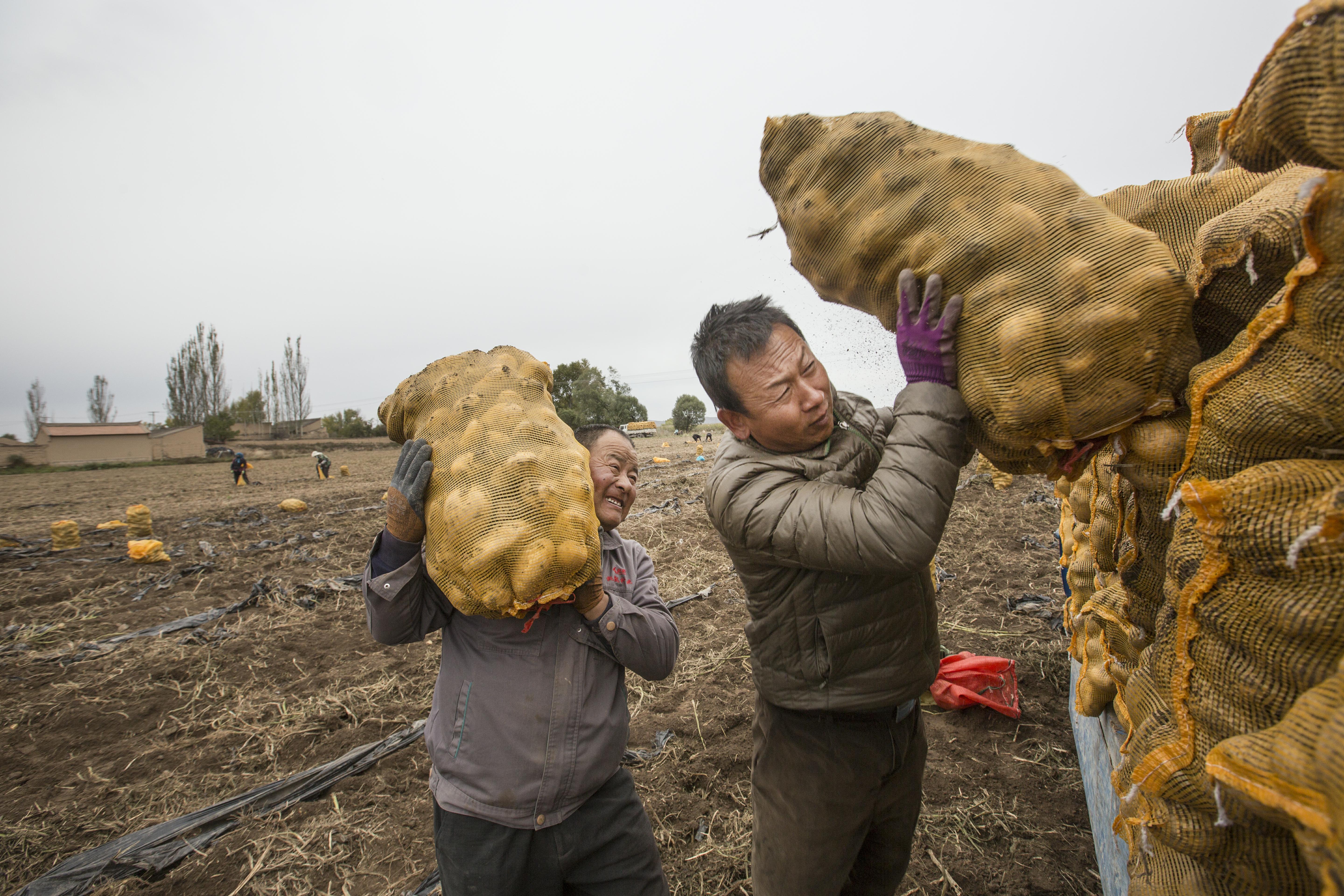 靠土豆致富,土豆的致富之路