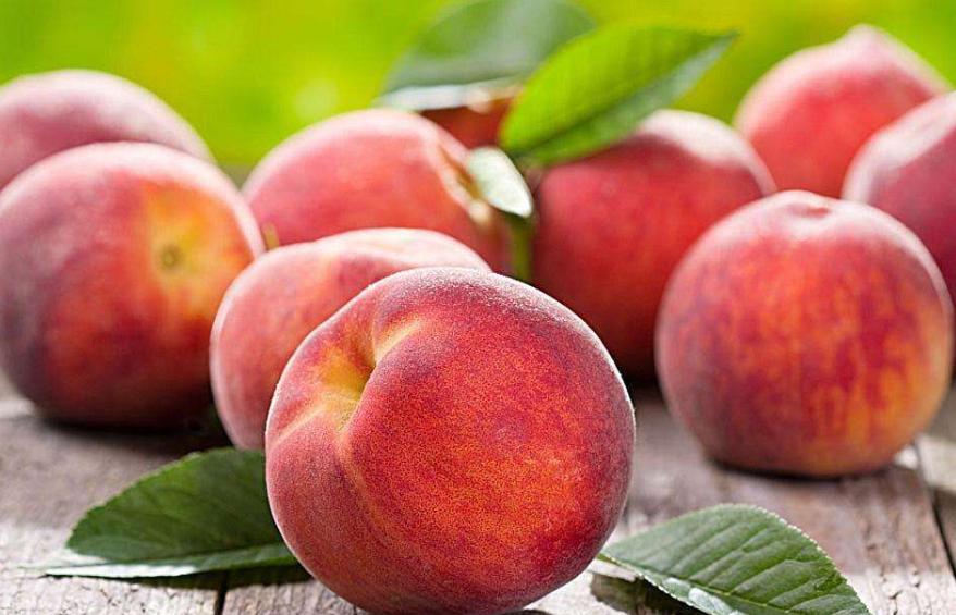 关于桃树的小知识怎么种好桃子,了解桃树知识