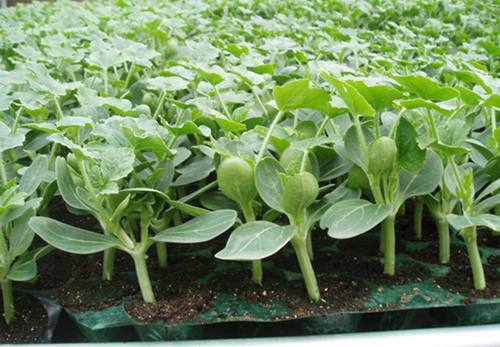 南方夏季大棚垄沟种植甜瓜,大棚日本甜宝甜瓜种植视频