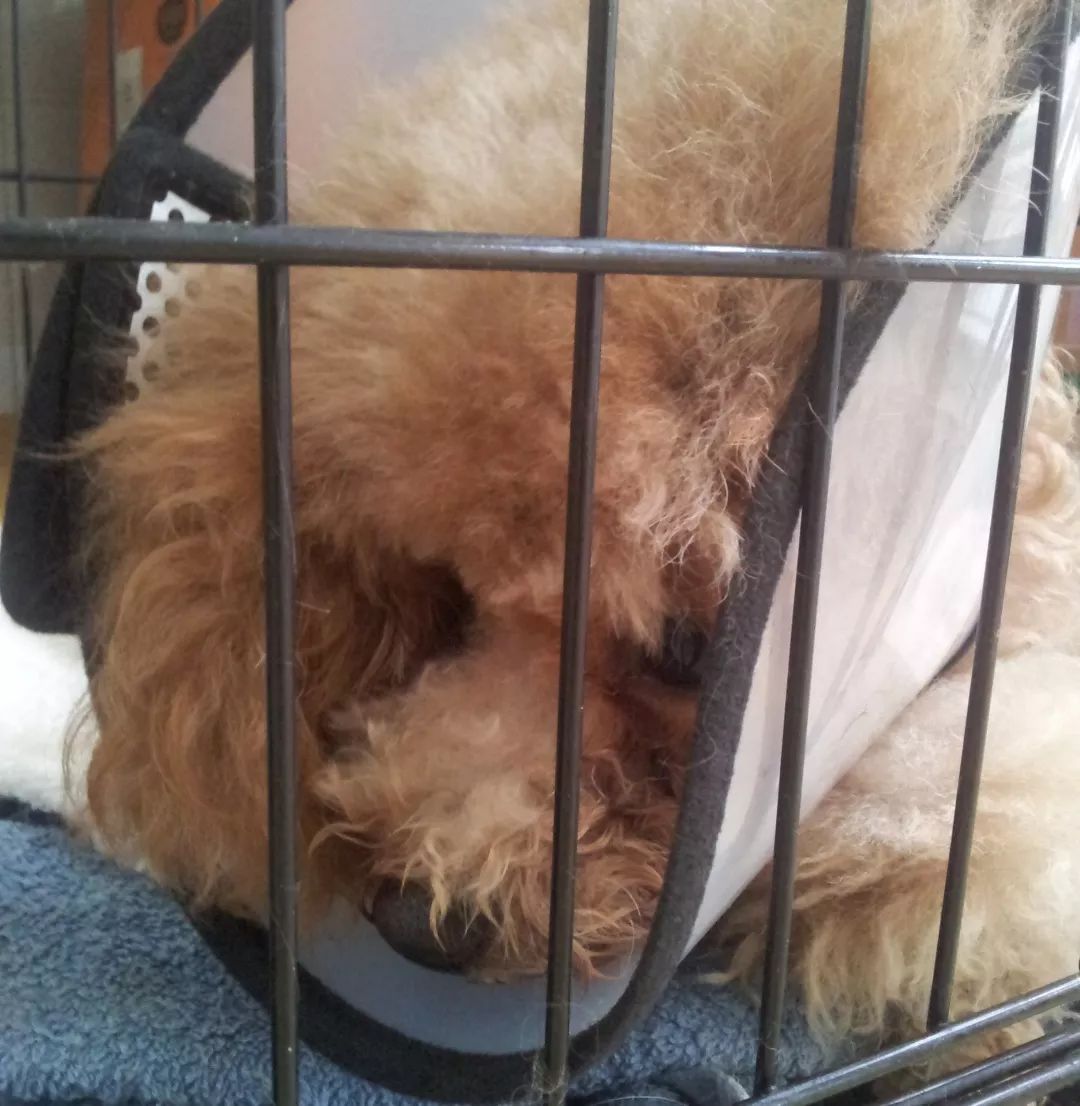 养狗记合集,养狗记28完整版