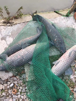 原来钓鱼如此简单,原来钓鱼非常简单