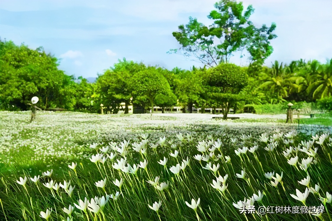 逃离北方的寒冷,逃离北方森林