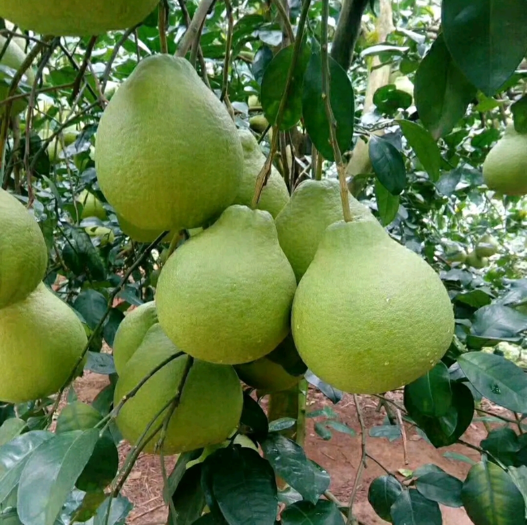 为何柚子树会掉小果,为什么种了几年的柚子不结果