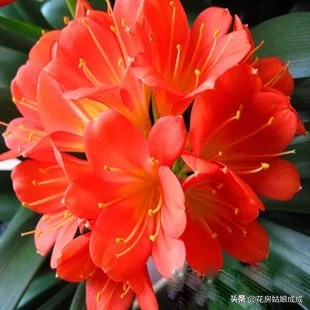 怎样才能使君子兰油光发亮,如何养君子兰叶子翠绿油光发亮