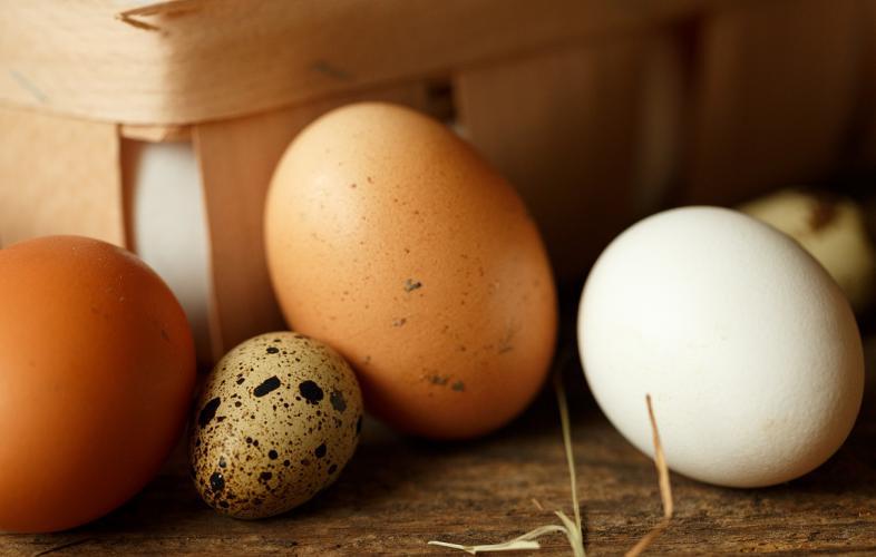 鹌鹑蛋高蛋白增强免疫力,鹌鹑蛋是高胆固醇食物吗