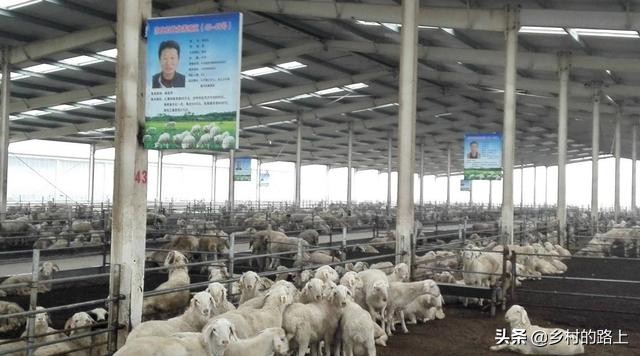 近几年农村最赚钱的养殖行业,当下最赚钱的农村养殖行业
