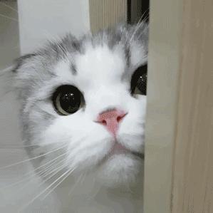 美短虎斑吃什么牌子猫粮比较好,折耳猫吃什么牌子的猫粮比较好