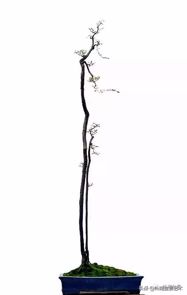 文人杂木盆景精品欣赏,可以做盆景的杂木图片大全