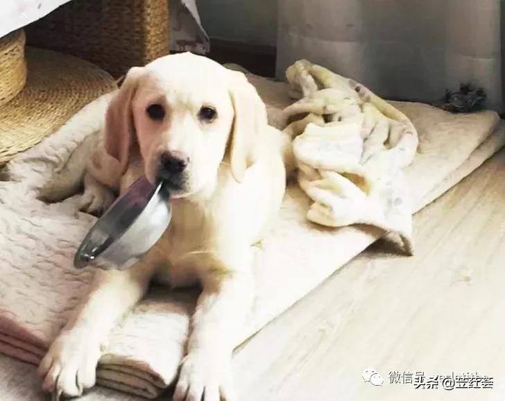 狗狗（Gege）在说——作者：朱立红（第三首诗歌）|苙荭荟诗