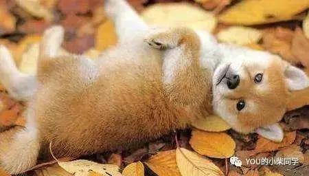 哪里能买到纯的柴犬,哪里可以买到正宗的柴犬