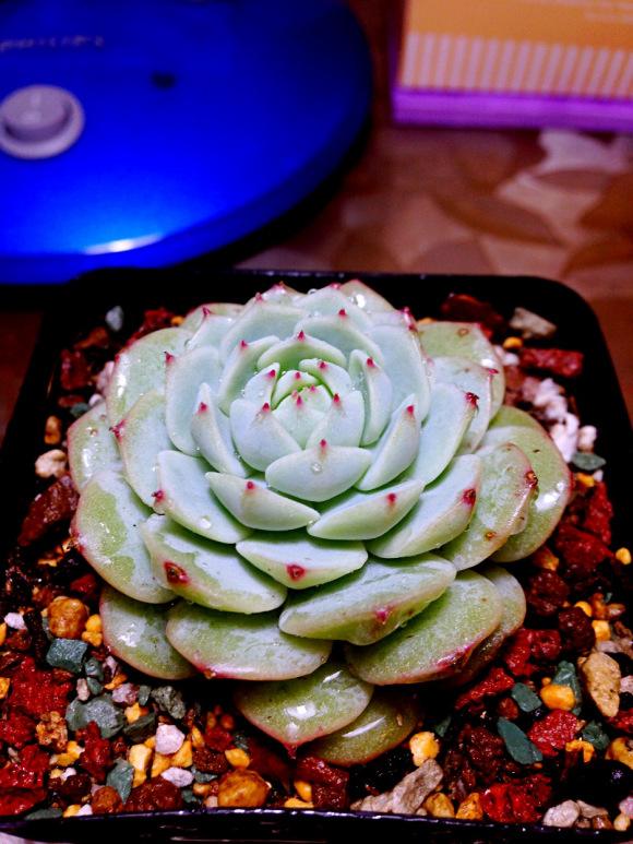 100种常见多肉植物图鉴收藏,1000种多肉植物图鉴及名字