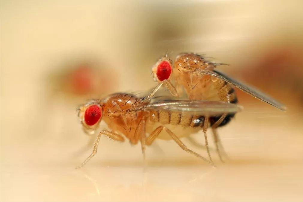 为什么不能无性繁殖,为什么无性生殖繁殖速度快