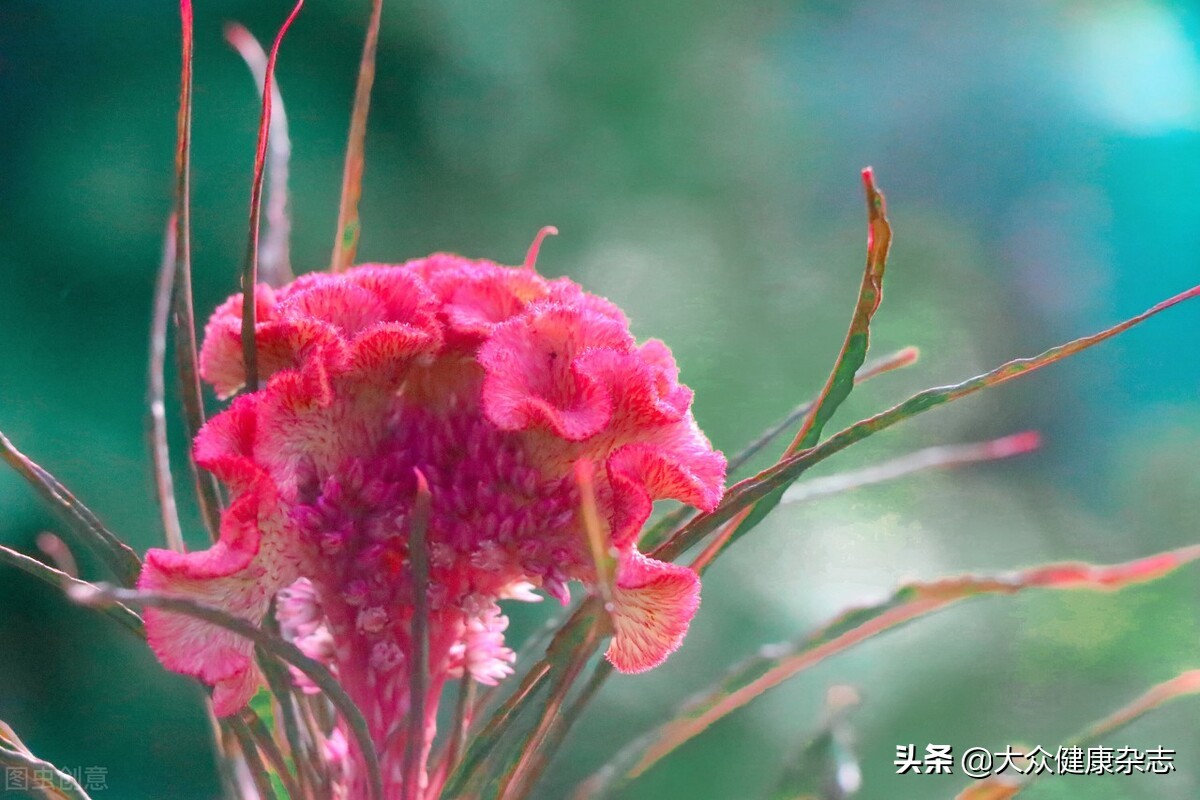 中医调理妇科病，想知道花类中药怎么用吗