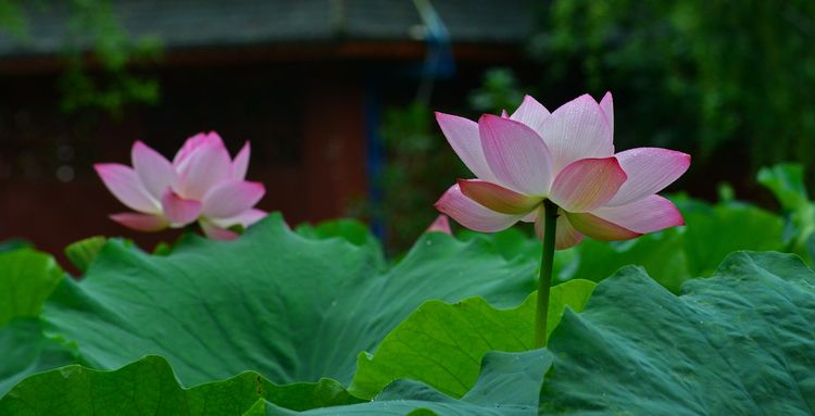 涔愯嚦鑽疯姳鎽勫奖浣滃搧娆ｈ祻,涔愯嚦鍗拌薄鎽勫奖