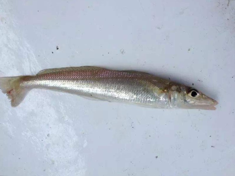 海边钓沙尖鱼技巧,海边钓鱼的技巧和方法图解