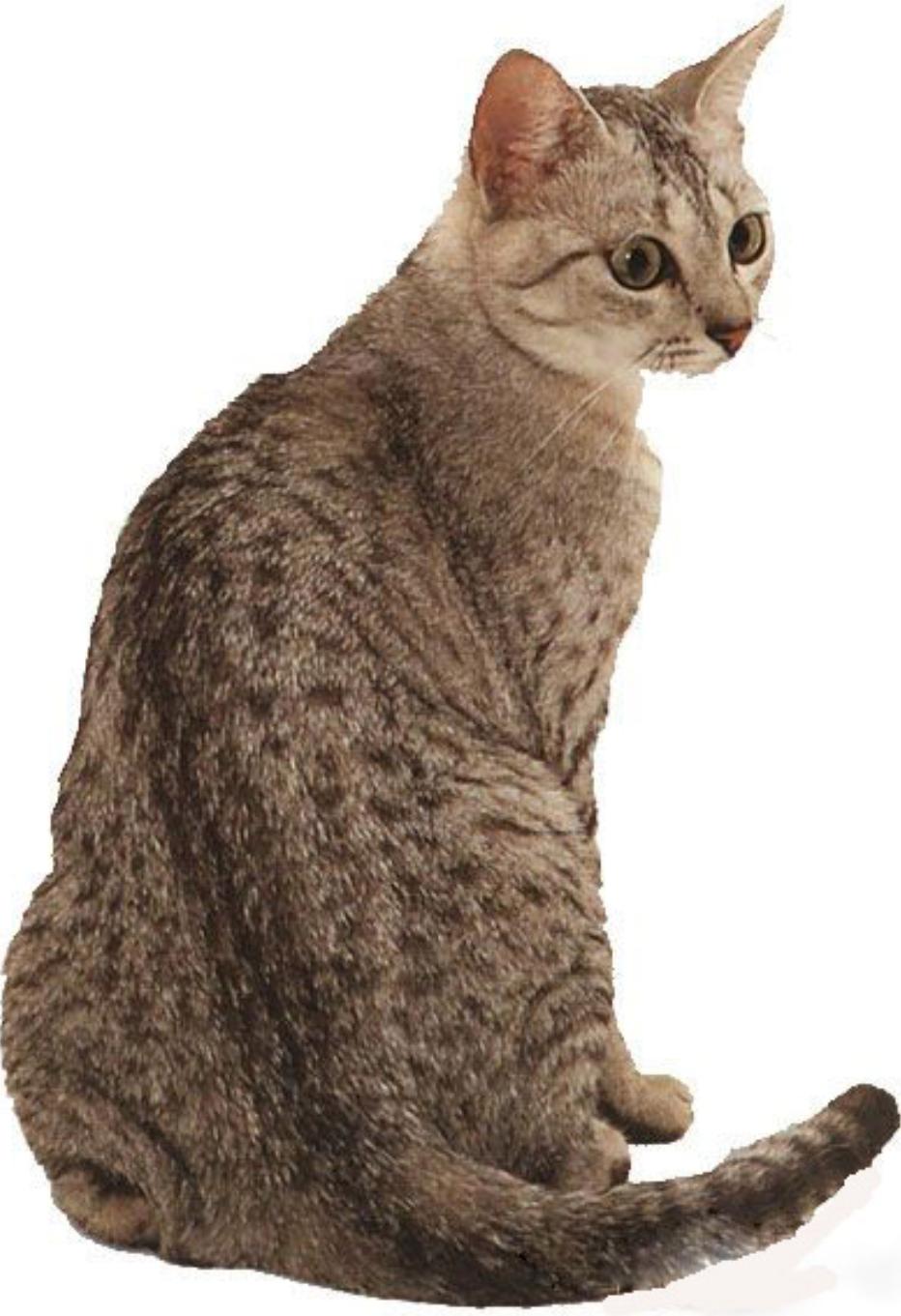 挑选猫咪长相,教你如何挑选猫咪