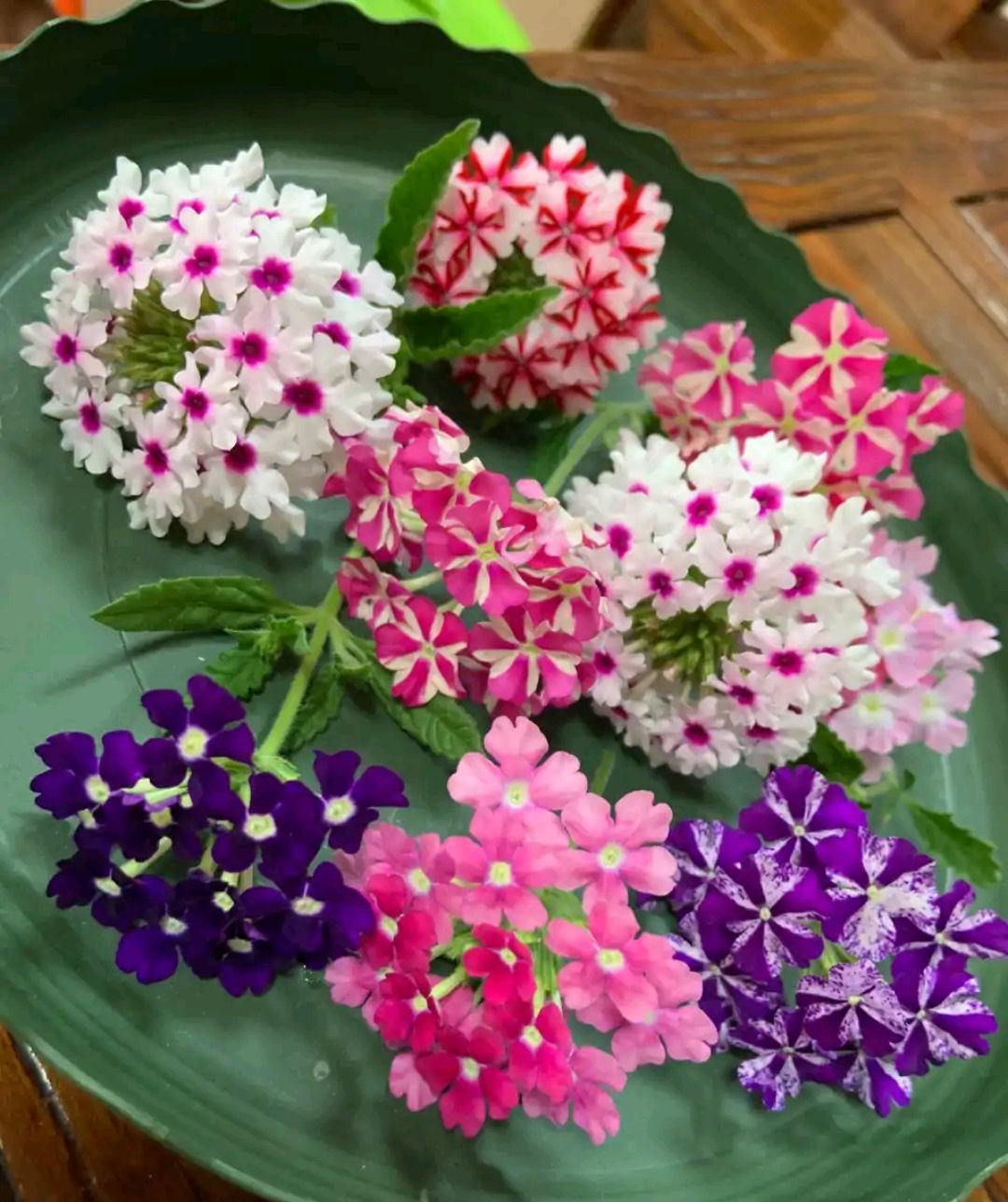 这“38种花”,当你开始收集品种时,你已入坑颇深