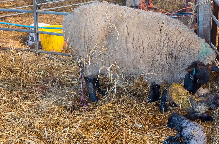 母羊生小羊后的喂养与护理,母羊产小羊后怎么养