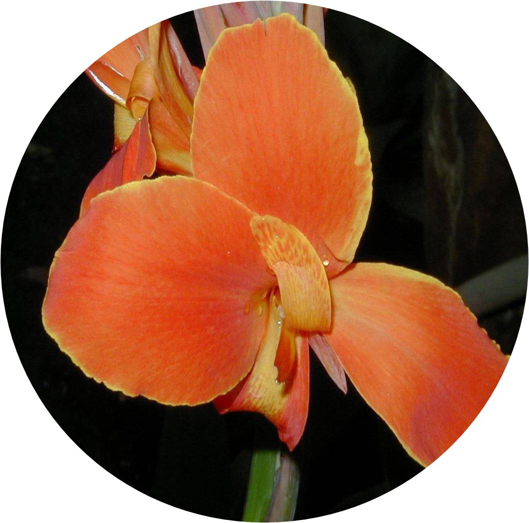 菊竹梅兰图欣赏,花中四君子的兰花图片