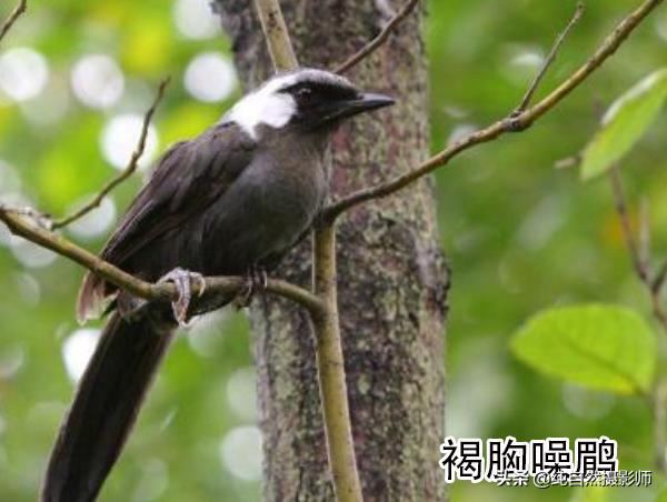 画眉品种有哪些,画眉科的鸟类大全