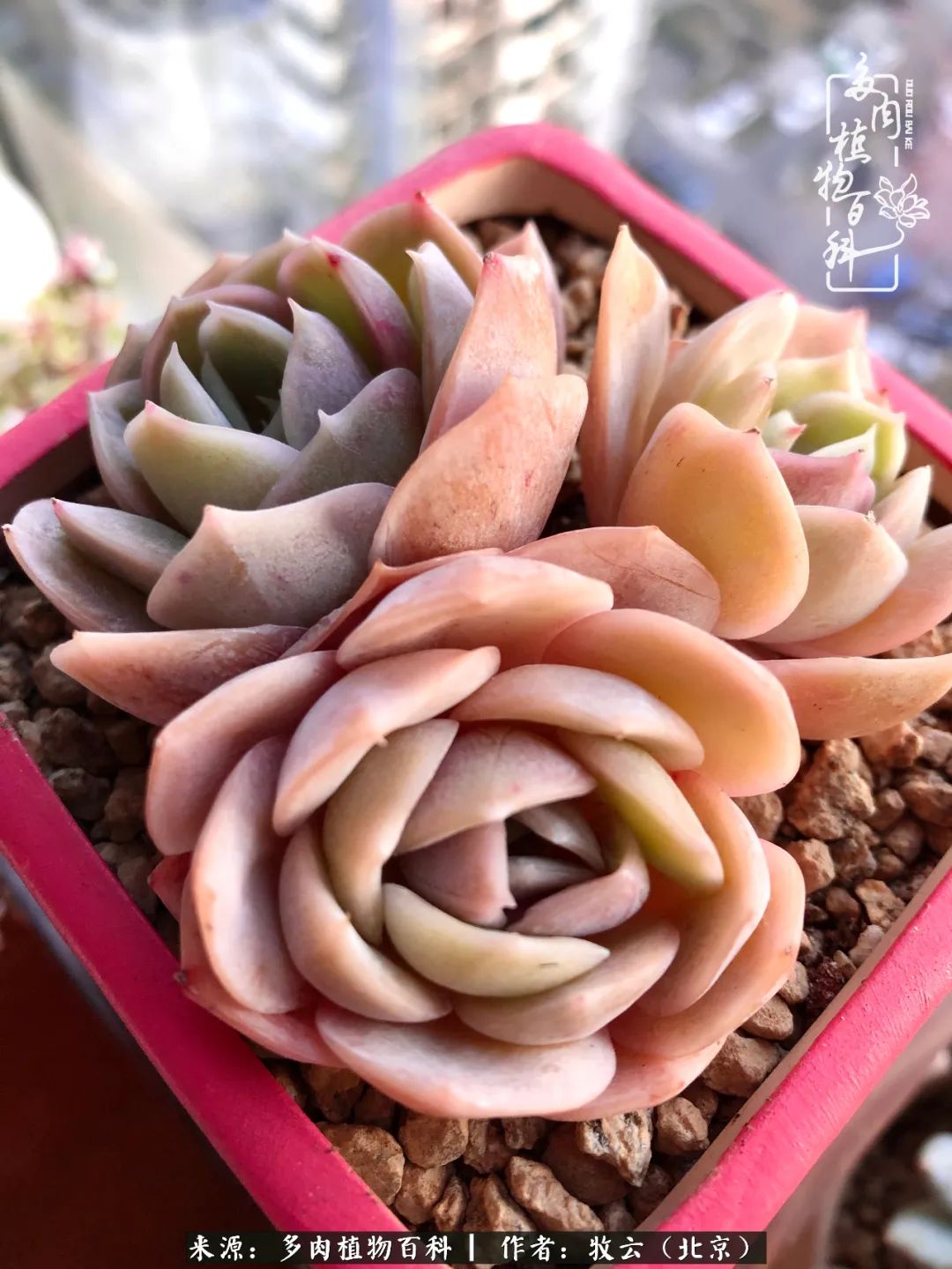 日常生活中常见的多肉植物,多肉植物神奇之处