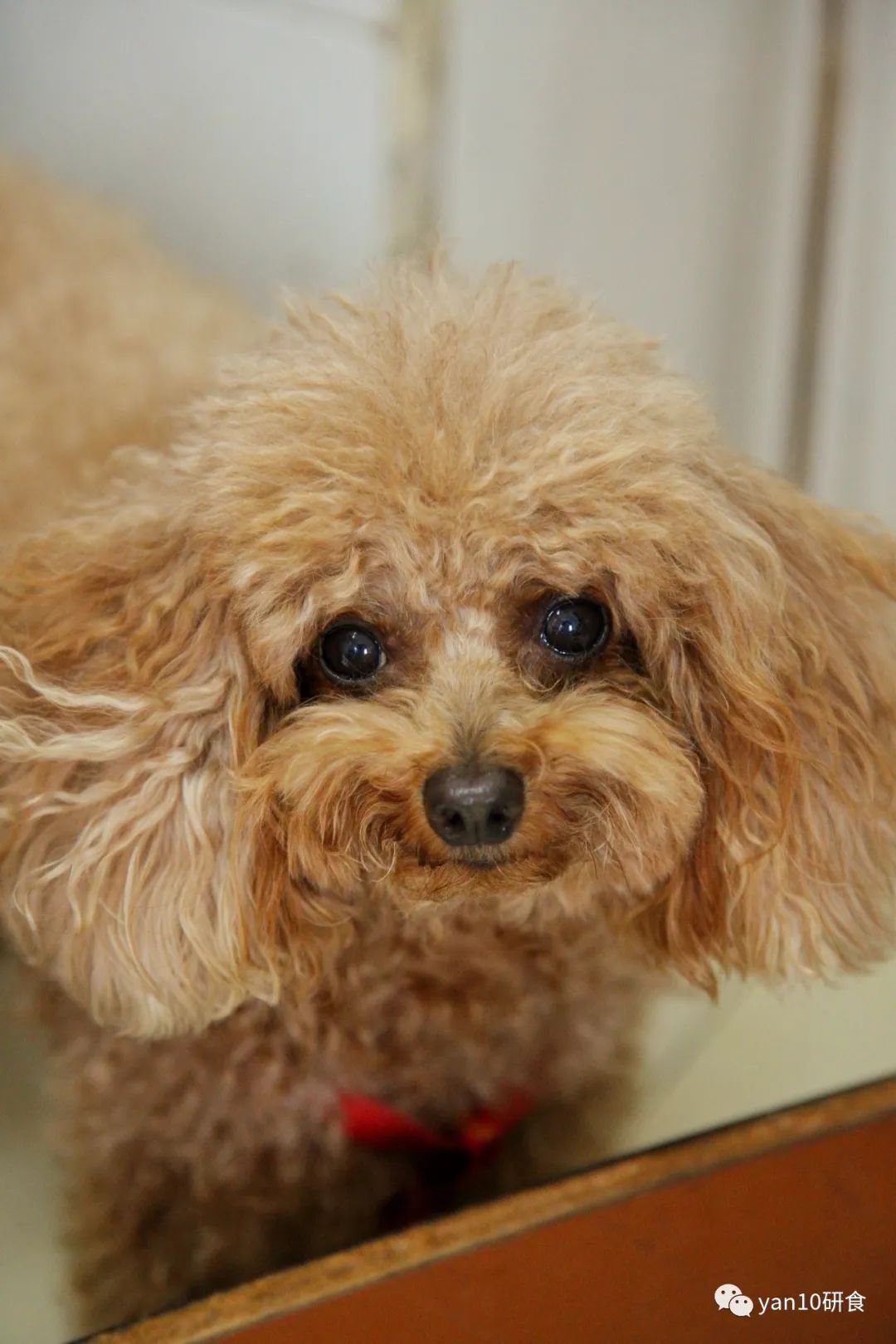 中山多娇,石岐美妙,传统早茶,粥粉面饭,糖水小食,要不要?