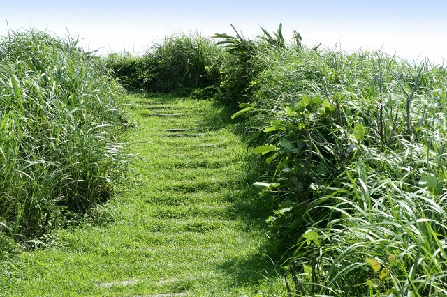 在家农村创业有哪些工作可以做,想辞职回农村创业有什么好的项目