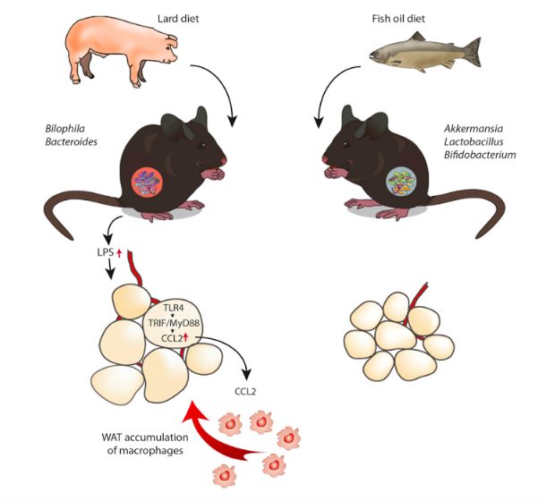 利用宿主分泌的粘蛋白“为食”的Akk菌