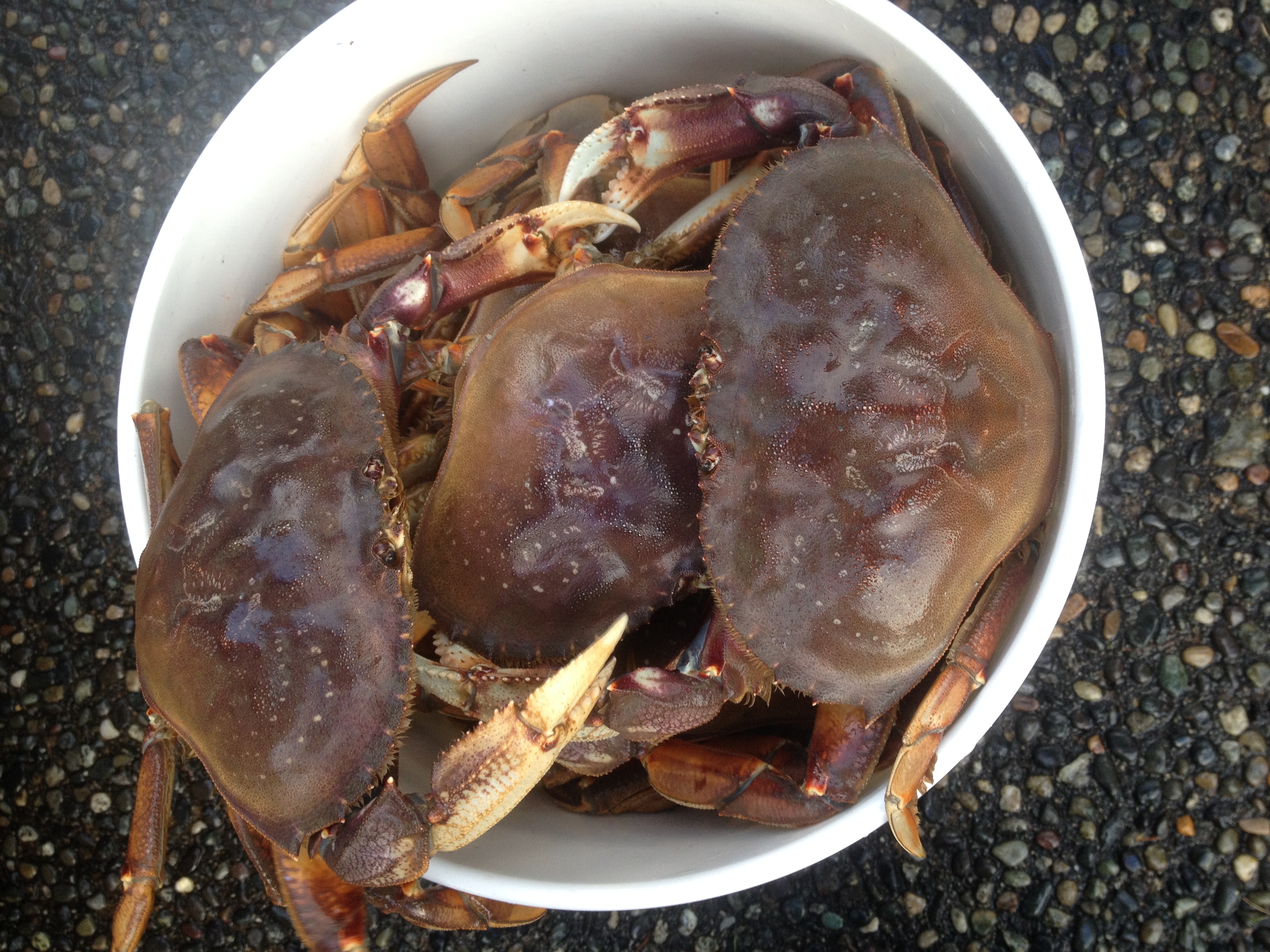 你们爱吃的“珍宝蟹”就是温哥华蟹,捕捞过程了解一下?