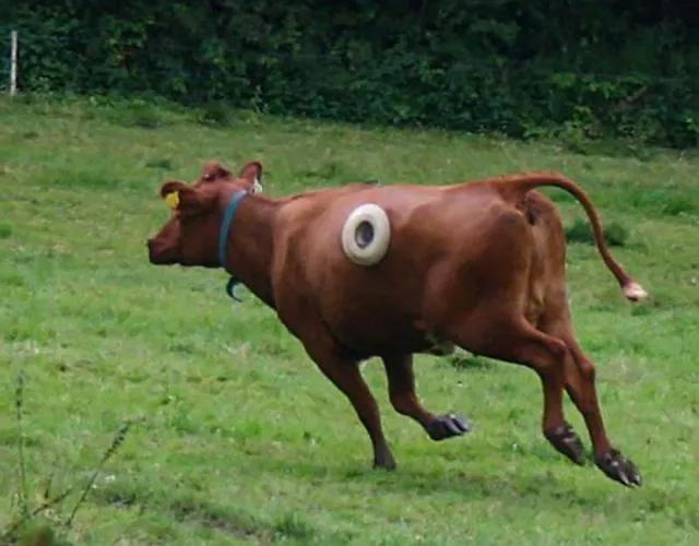 牛肚子上开了个洞里面是什么样的,在牛肚子上打个洞不会痛吗